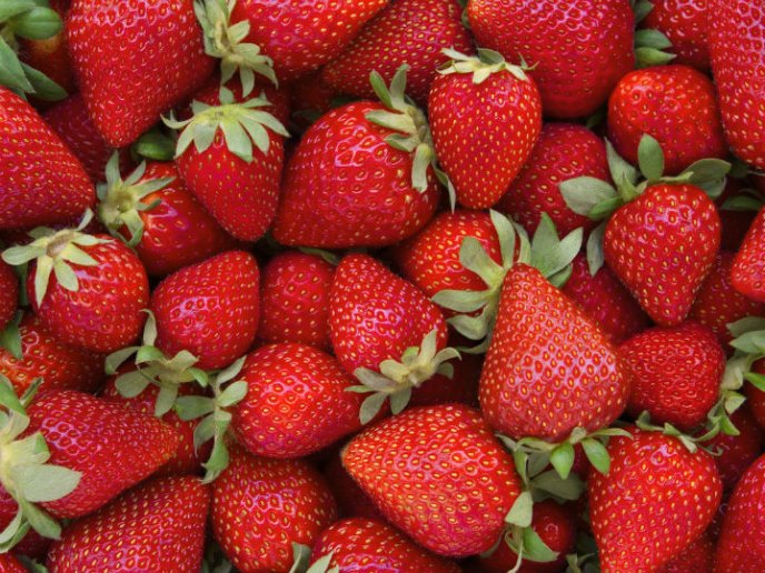 Reglas de oro para la conservación