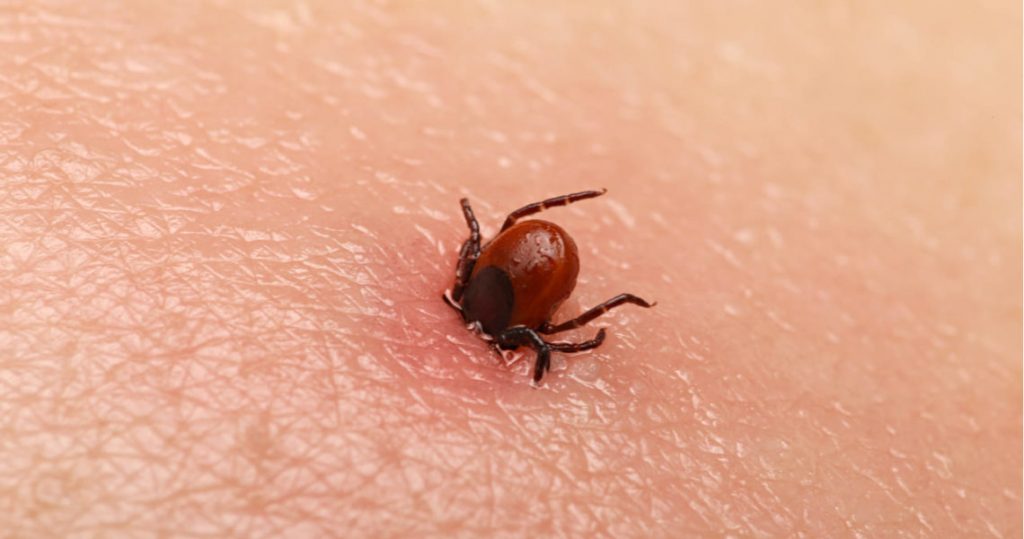 Enfermedades mortales que vendrán después de la Covid 113 La Zoonosis