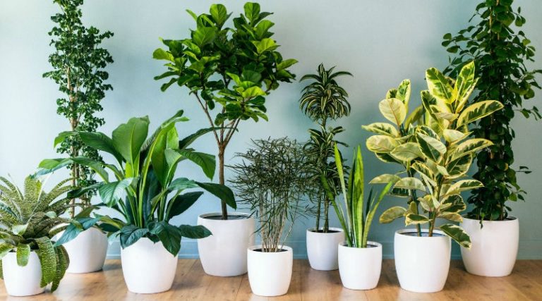 Estas son las plantas ideales para cada habitación de tu casa