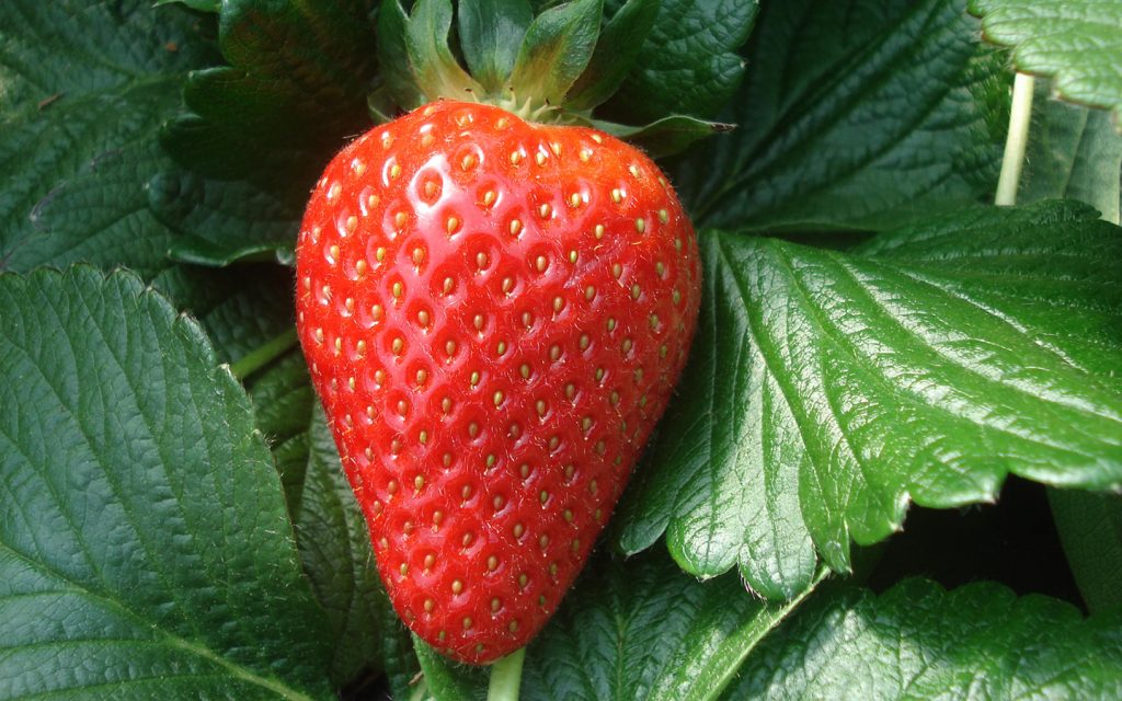 Fresas confitadas con nata: así puedes hacerlas en casa 48 Beneficios de las fresas