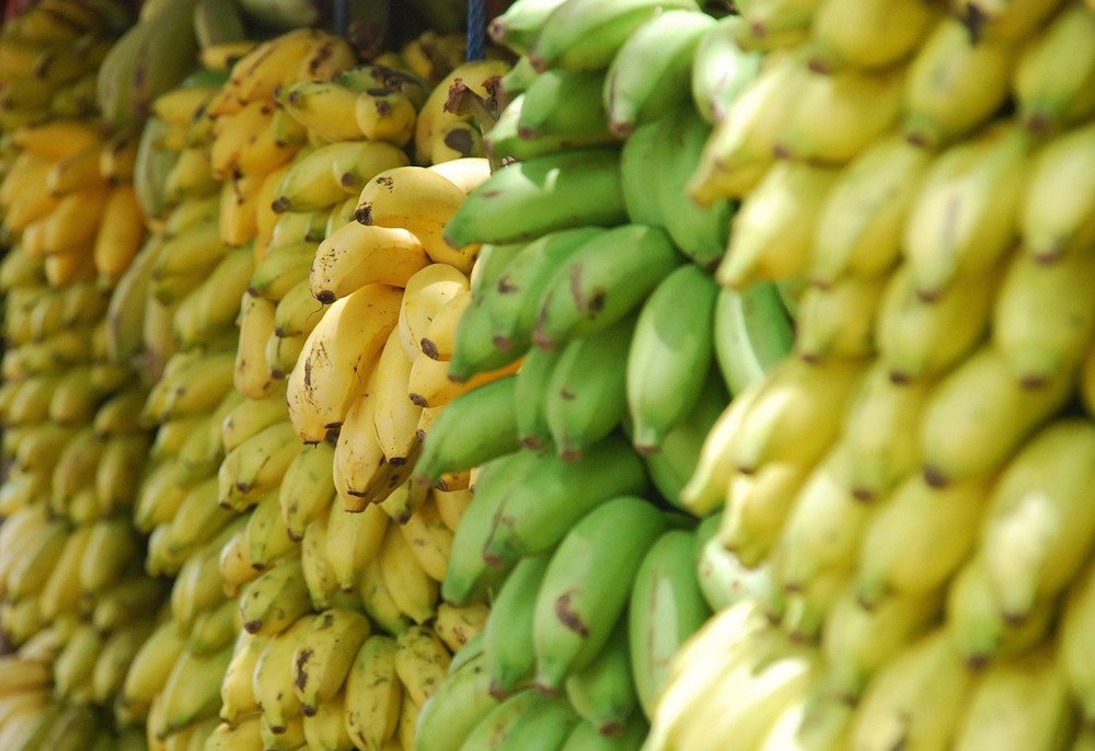 El plátano (Banana, cambur, guineo)