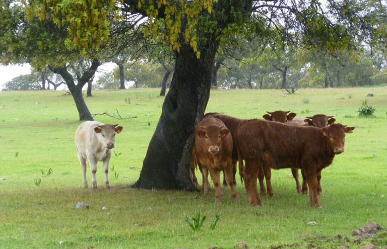 Llevan el modelo de eBay al ámbito rural con la primera plataforma online de subastas de ganado