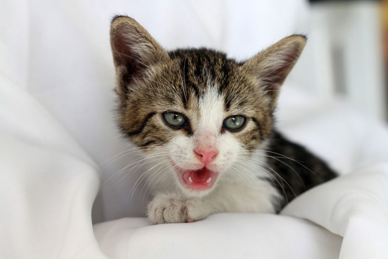 Diccionario gatuno: el significado de los maullidos de tu gato para que lo entiendas