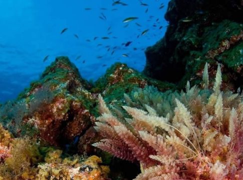 La Reserva Marina del Mar de las Calmas