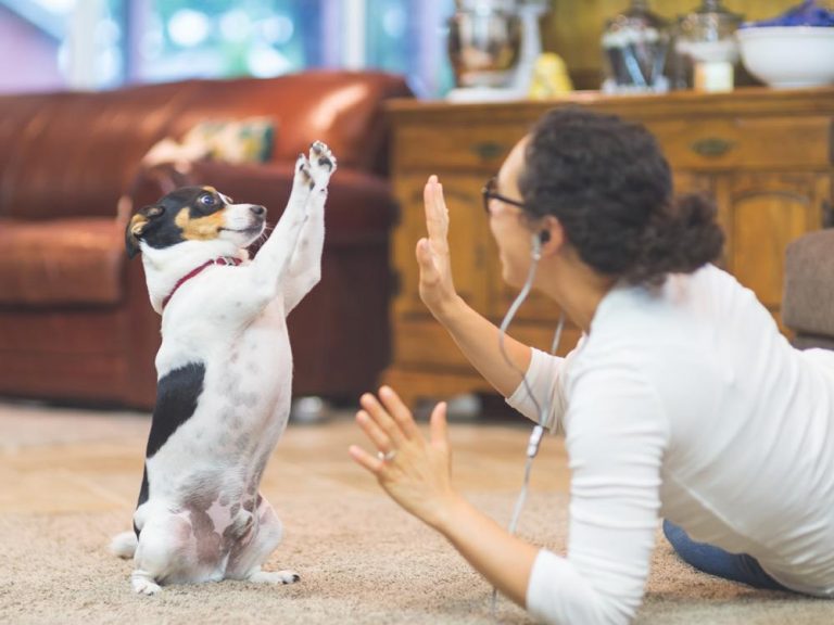 Estas son las razas de perro más inteligentes