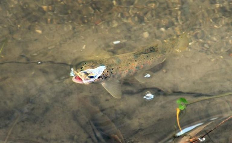 La trucha común autóctona ha desaparecido ya en la cuenca del río Cofio