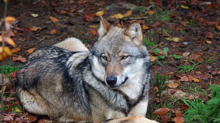 Revilla defiende la gestión del lobo en Cantabria ante Ribera