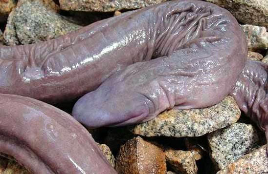 Los animales más extraños que existen 02