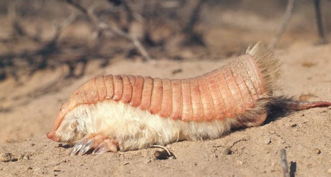 Los animales más extraños que existen 04