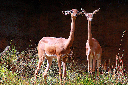 Los animales más extraños que existen 05