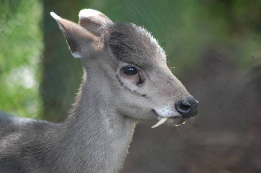 Los animales más extraños que existen 09