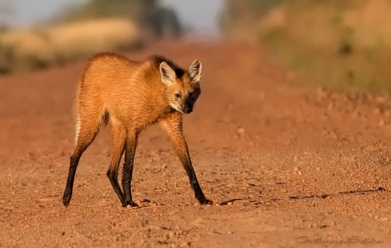 Los animales más extraños que existen 13