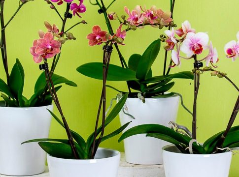 ORQUÍDEAS orquídeas