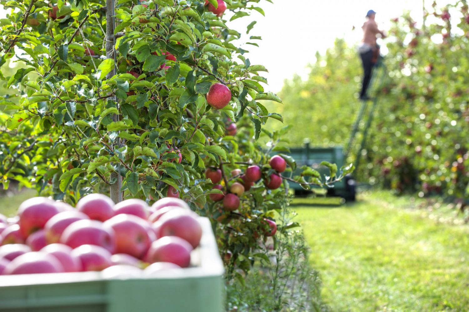 Ya es posible sentir el latido del campo desde la ciudad: apadrina un manzano Pink Lady® 119 Manzanas