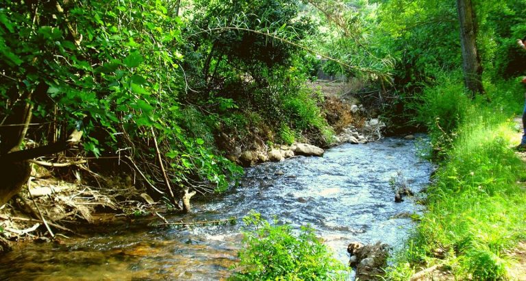 Qué es un ecosistema