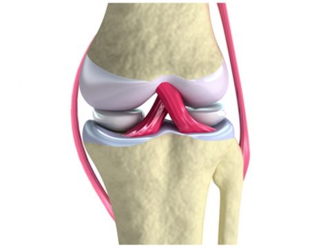 Qué es un ligamento Qué es un ligamento