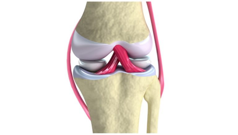 Qué es un ligamento