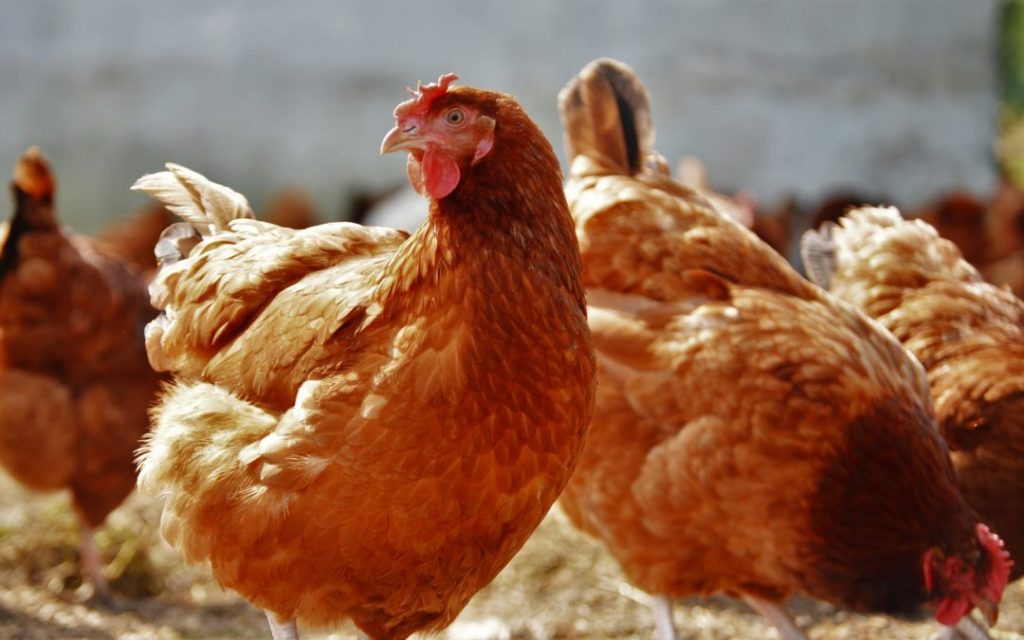 Según el tipo de gallina y los huevos con cáscara arrugada