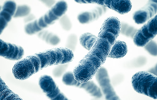 Tipos de probióticos