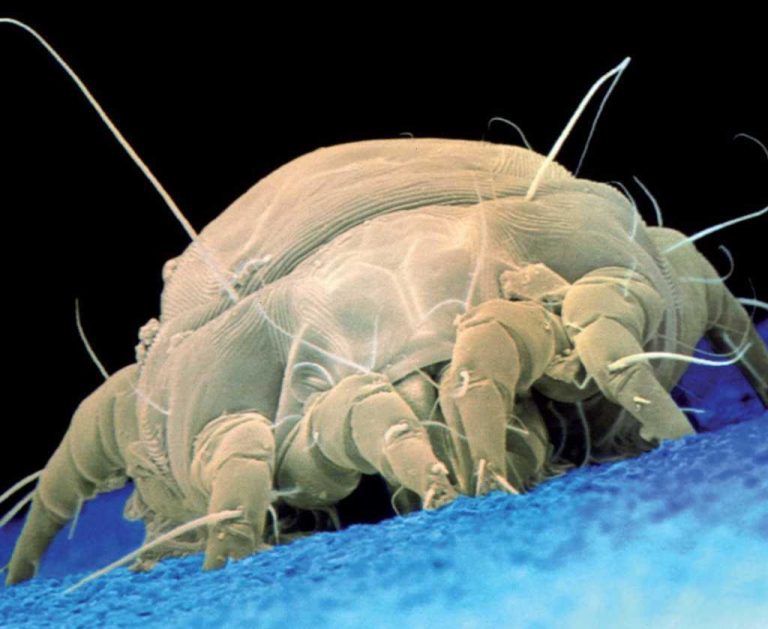 Trucos para evitar la alergia a los ácaros