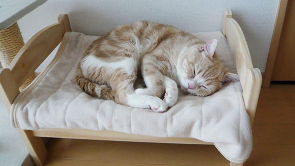 Una cama para tu gato trucos 