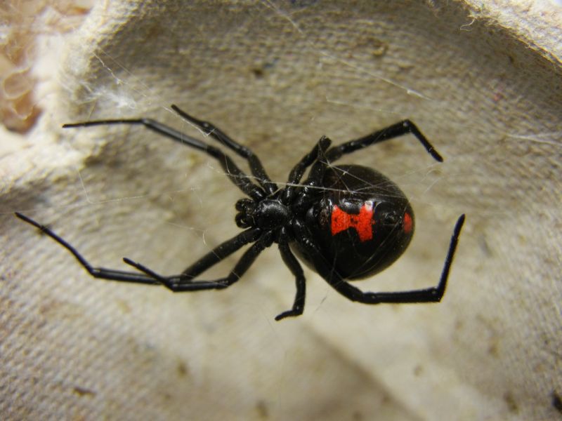 Picadura de araña viuda negra