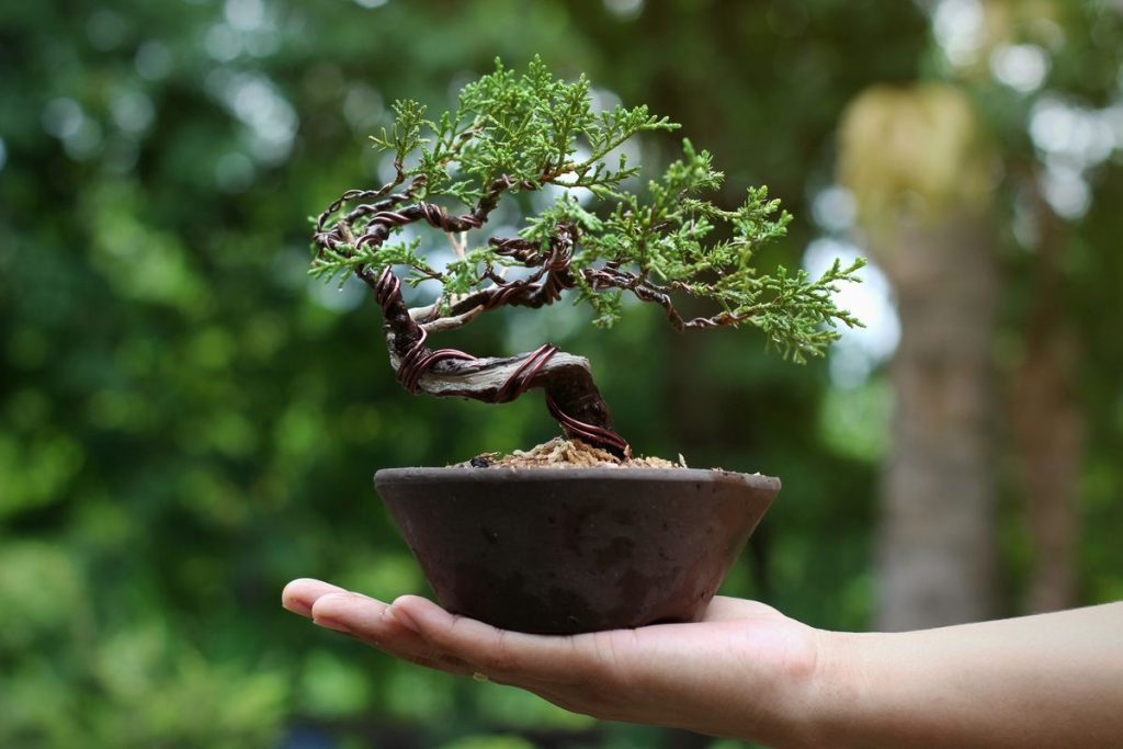 bonsai