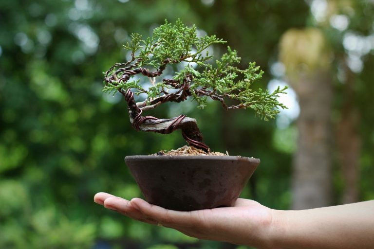 Cómo trasplantar un bonsai (y que no se te muera)