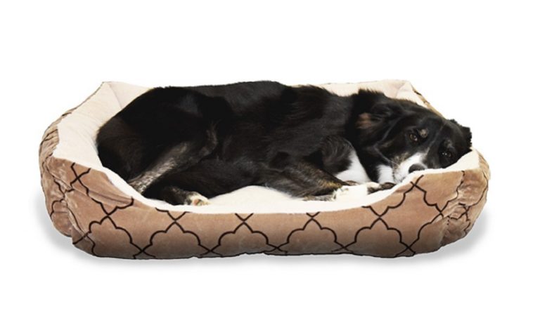 ¿Cómo elegir la cama correcta para tu perro?