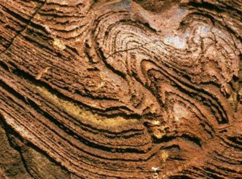 evidencia fósil más antigua conocida de primates