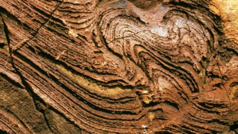 Un nuevo estudio documenta la evidencia fósil más antigua conocida de primates