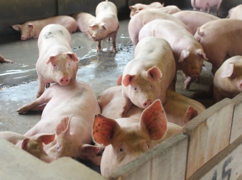 exportaciones de porcino español