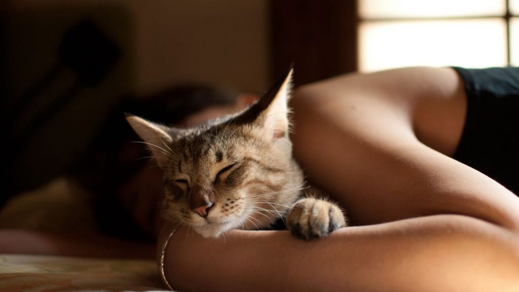 Los gatos prefieren la cabeza o los pies.