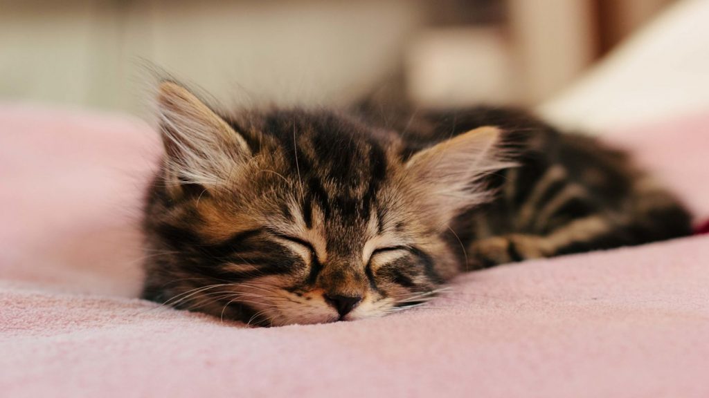 Tu gato puede ser tu mejor despertador.