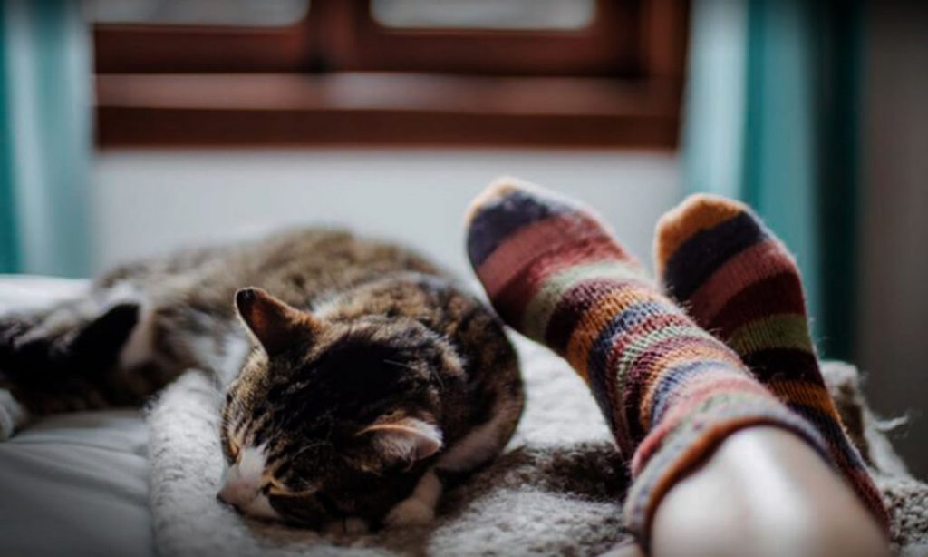 Gatos que duermen a los pies.