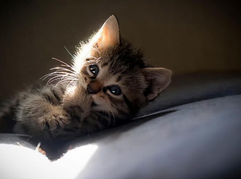 gato-portada El motivo por el que los gatos quieren dormir siempre en tus pies