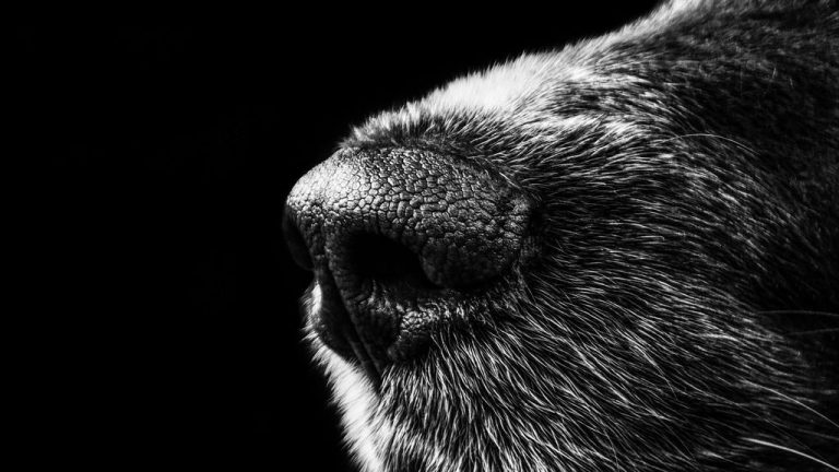 El Juzgado archiva el caso del hombre acusado de ahorcar a su perro en Jódar