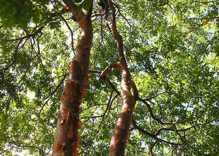 #PorElClima e Iberdrola facilitarán a ayuntamientos que midan su huella de carbono