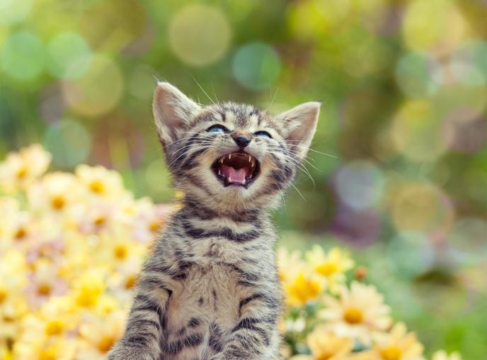 ¿Por qué puede estar maullando tu gato?