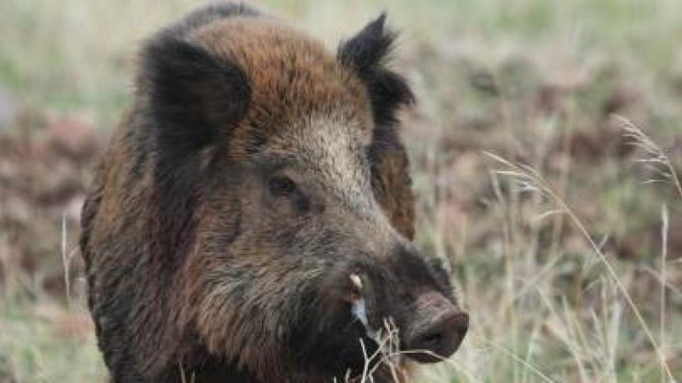 Aragón declara 31 casos de triquinosis y una muerte entre 2001 y 2020