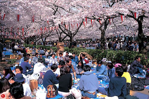 La primavera es una estación muy especial en Japón.