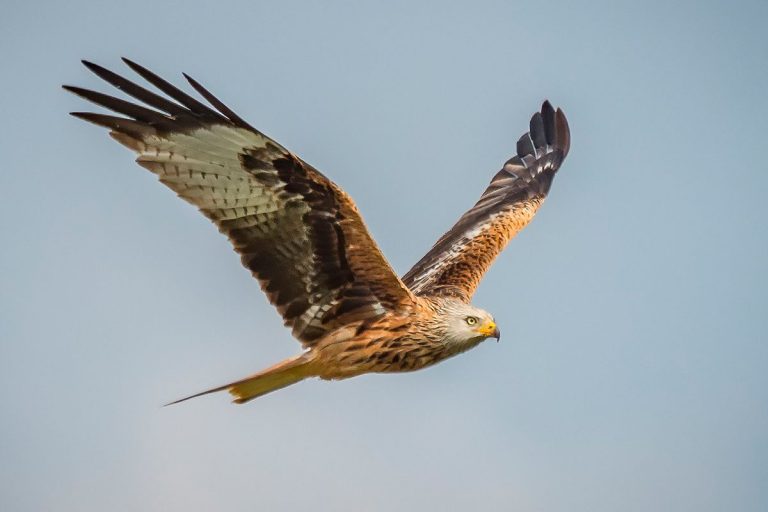 SEO/BirdLife alerta de la muerte de un milano real en un parque eólico de La Muela