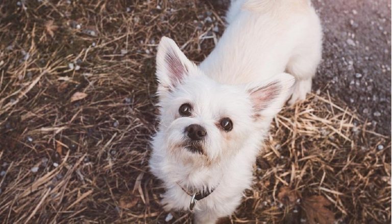Mejores razas de perros para vivir en un piso pequeño