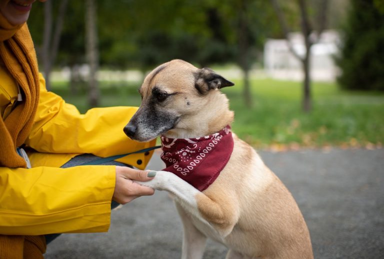Cómo enseñarle a tu perro a dar la pata