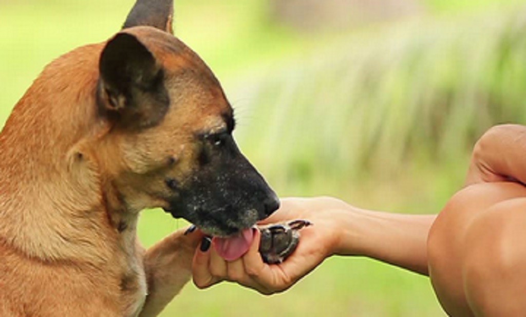 Hay perros más 'listos' que otros.