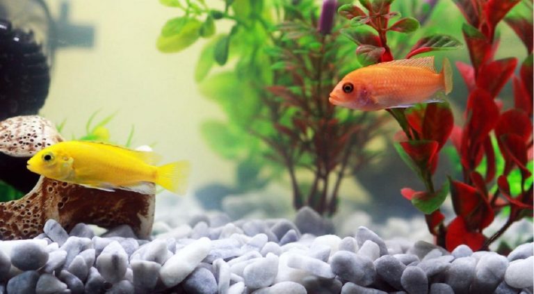 Peces y plantas para acuario: Simbiosis perfecta para decorar tu acuario