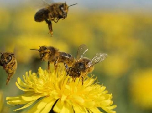 plaguicidas polinizadores