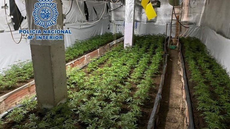 Desmanteladas dos plantaciones de marihuana en la Cañada Real de Madrid