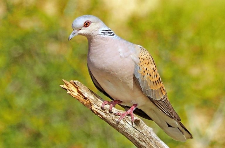 Los cazadores defienden su trabajo en favor de la recuperación de la tórtola