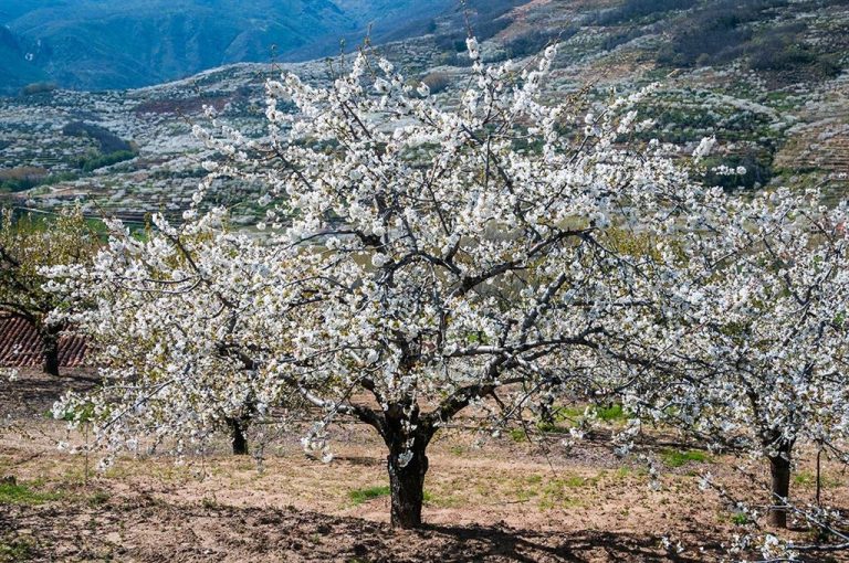 El Valle del Jerte, de blanco con los cerezos en flor, se queda un año más sin turistas